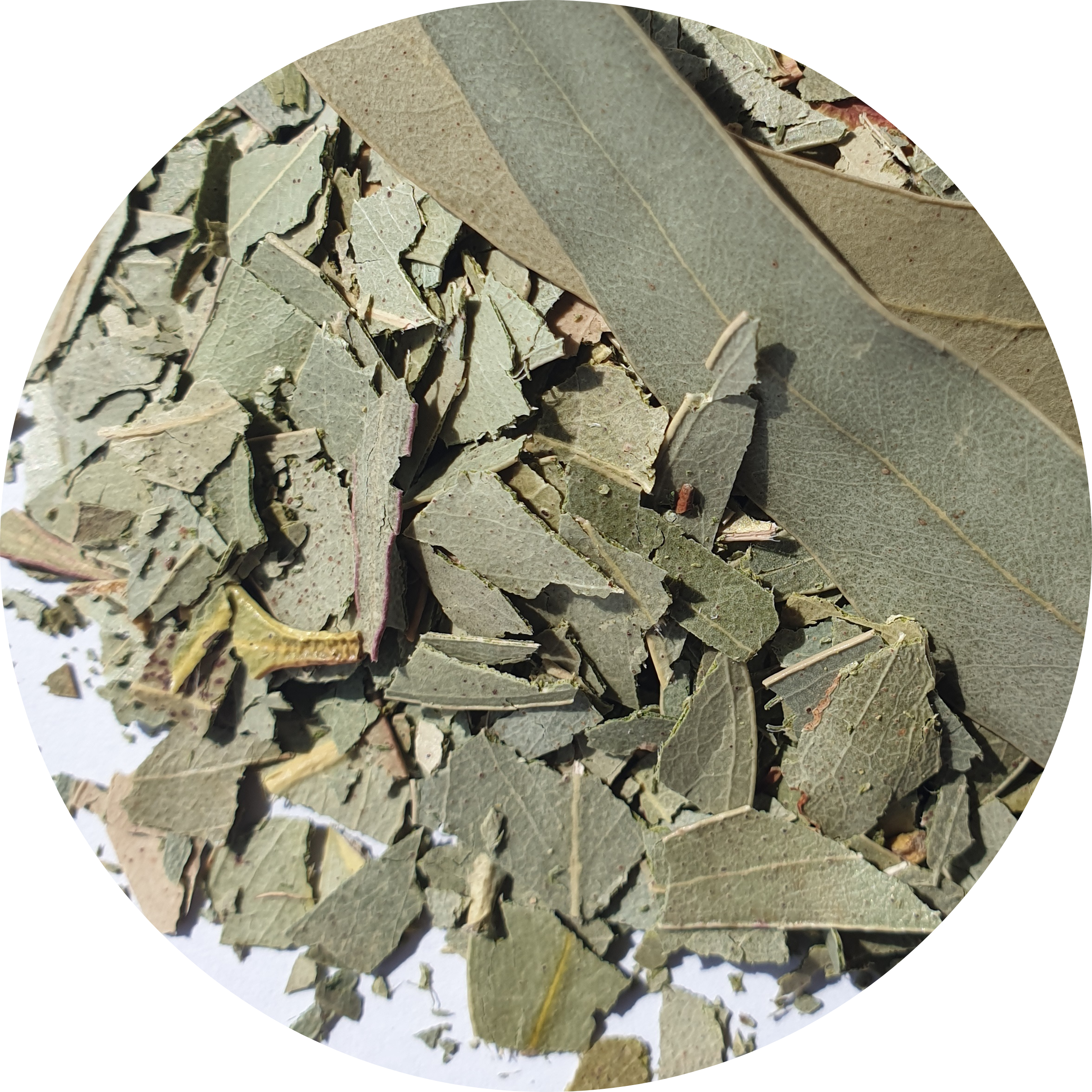 Eucalyptus de votre herboristerie Floanjou